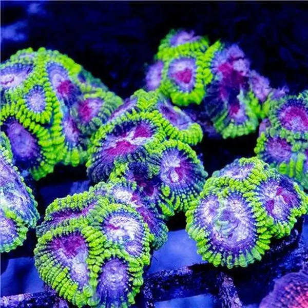 ACI Purple Heart Dipsastraea