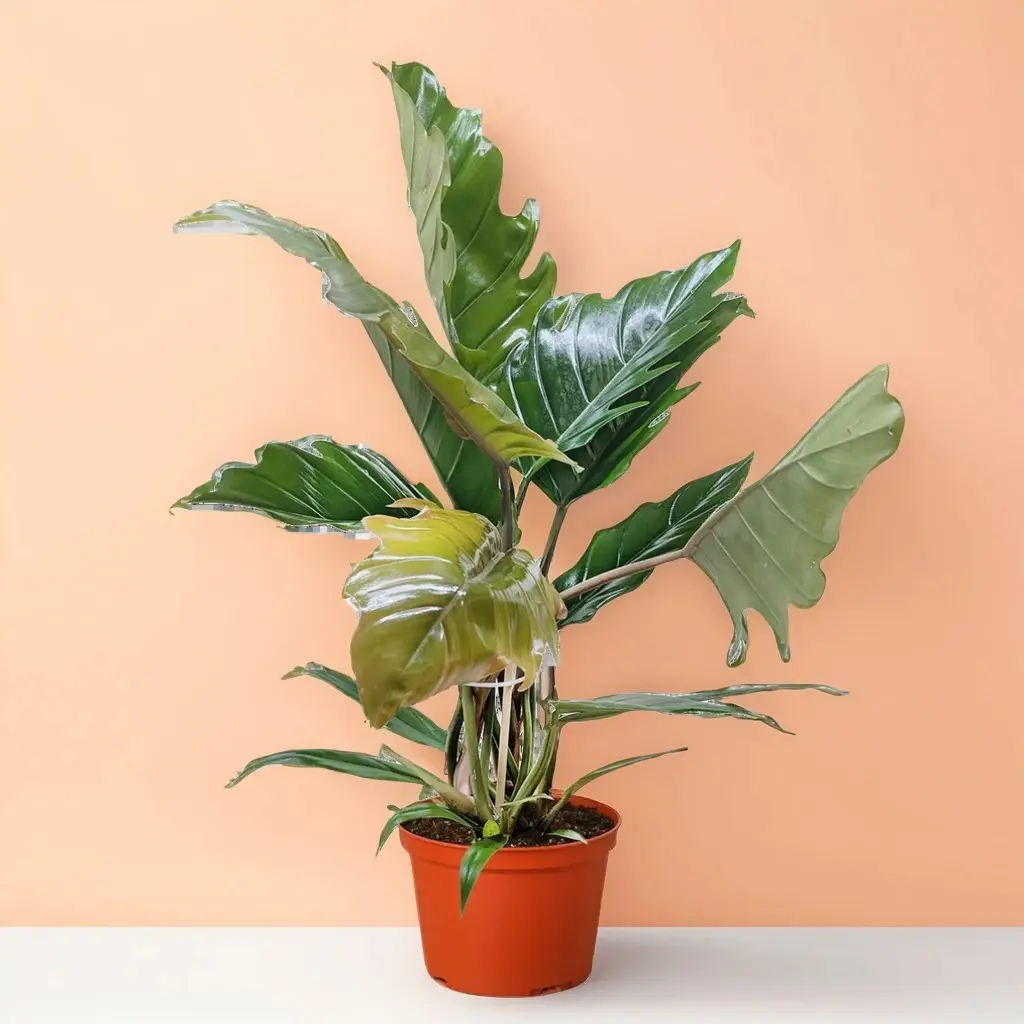 Philodendron Choco Empress – Indoor Live Plant, Velvet Heart-Shaped Chocolate Brown & Green Leaves, Medium, Climbing & Air Purifying, Bright Light
