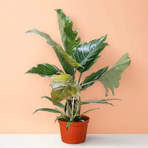 Philodendron Choco Empress – Indoor Live Plant, Velvet Heart-Shaped Chocolate Brown & Green Leaves, Medium, Climbing & Air Purifying, Bright Light