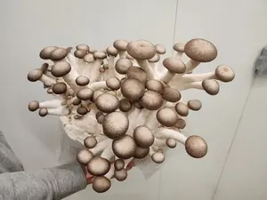 Great Plains Fungi Black Pearl Oyster Dehydrated Mushroom 2 oz Refill package - Nutty Unami Flavor - Organic, Gluten-Free & Vegetarian - Dried for Longer Shelf Life