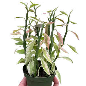 Variegated Devil's Backbone Euphorbia