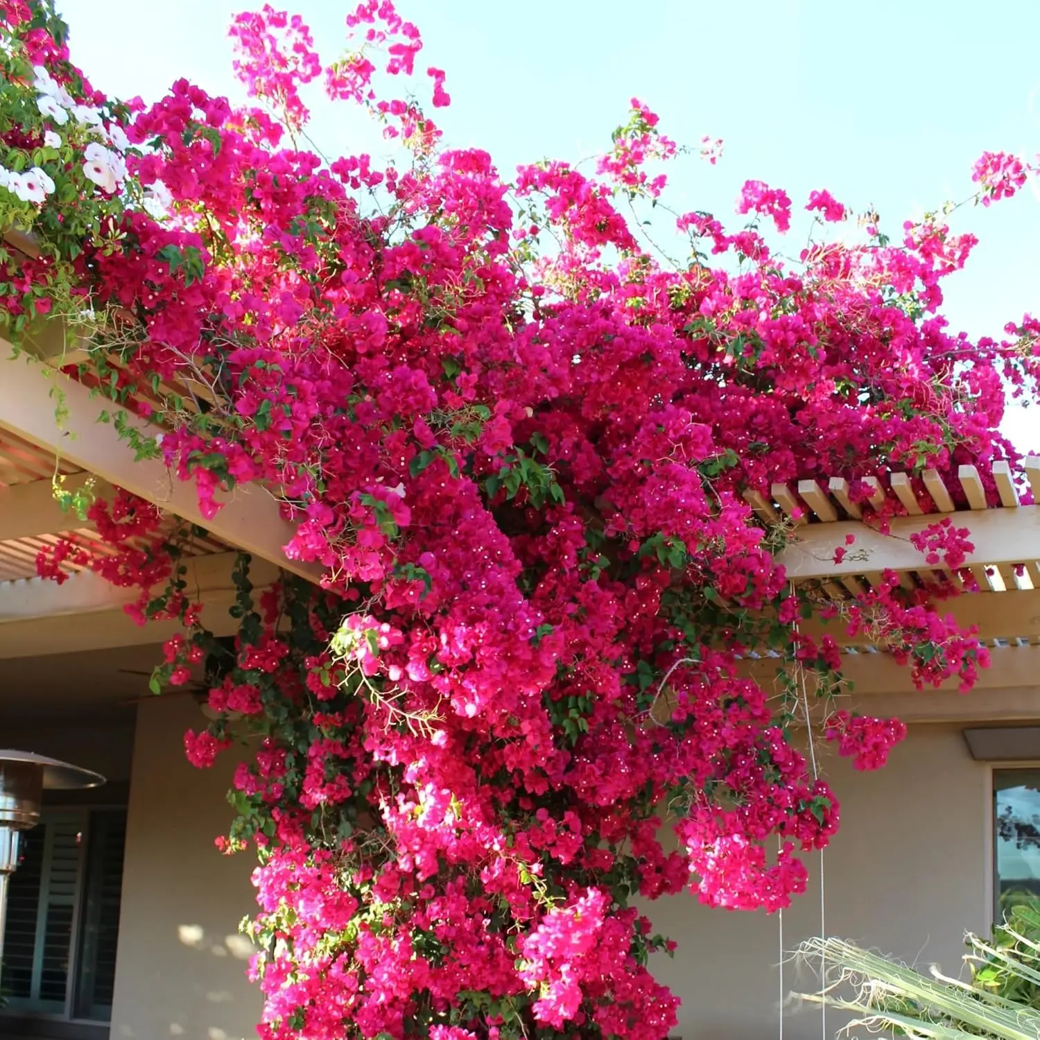 50pcs Exotic Bougainvillea Seeds for Planting Perennial Ornamental Low Maintenance Fast-Growing Drought Tolerant Garden Outdoor