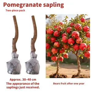 Pomegranate Tree Live Plant – Sweet Fruit Tree Seedling for Backyard Garden