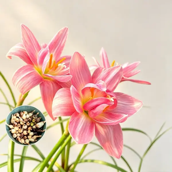 10 Pack Rain Lily Bulbs – Zephyranthes | Bloom After Rain | Easy to Grow in Pots & Garden Beds