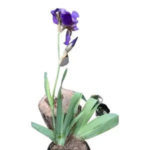 Iris-No soil- bare root-propagator-Bearded Iris