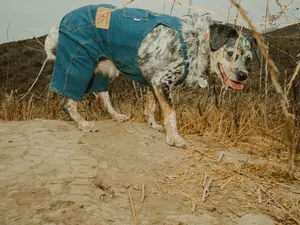 Custom Embroidered Dog Denim Overalls – Personalized Pet jeans Jumpsuit