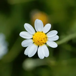 Organic Roman Chamomile Seeds (Chamaemelum nobile) – 300+ Seeds for Herbal Gardens, Ground Cover, and Aromatic Uses