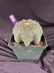 Astrophytum Asterias cv. Star Type - 'Squid Legs' cactus - 1089