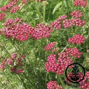 Yarrow Seeds - Red