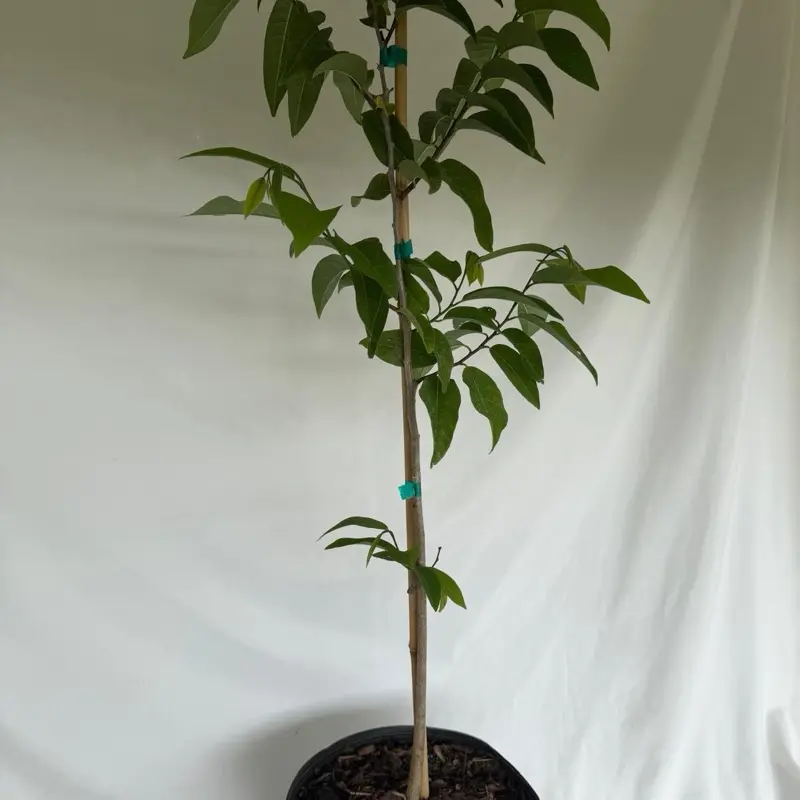Sugar Apple Trees, 2-3ft Tall, Potted in 3-Gal Containers