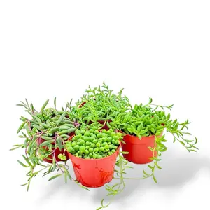 ONE Hanging Succulent, 4 Inch Pot, String of Pearls, Ruby, Banana, Dolphin