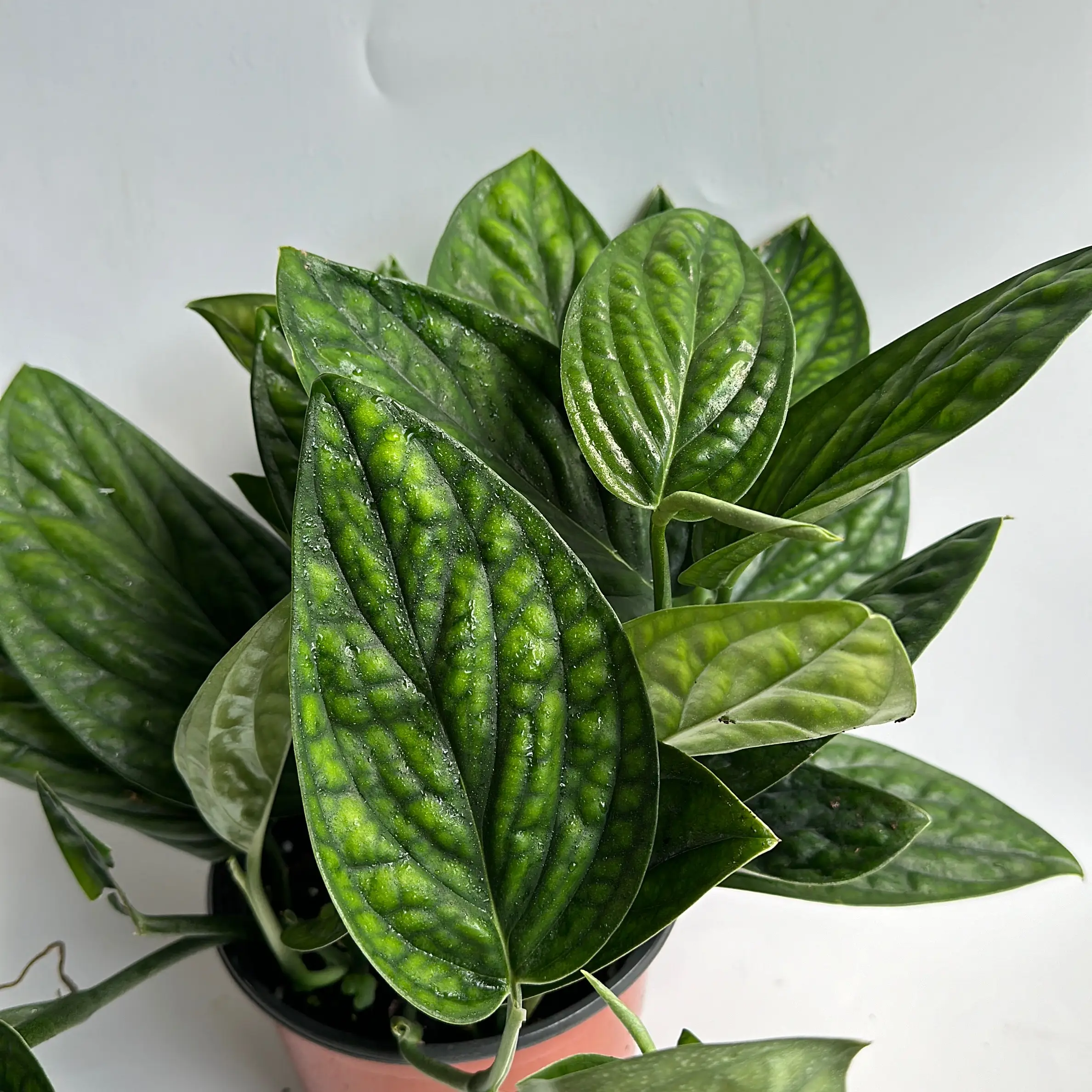 Monstera Peru 6” Pot Rare House Plant - Live Tropical Indoor Home Decoration, Easy Care