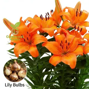 Orange lily bulbs, flowering year after year, suitable for home gardens