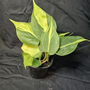 Brazil Philodendrion,  4" pot, live plant, living houseplant, easy to care for, beginner plant