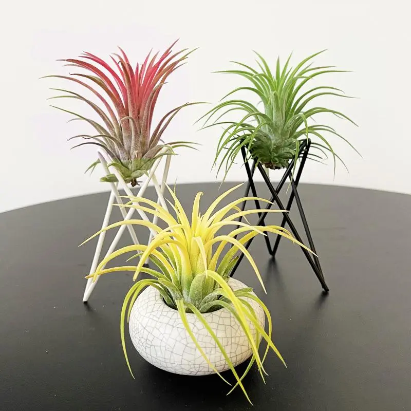 3-Pack Tillandsia Air Plants Bare Root – Pet Safe, No Soil Needed, Low Maintenance Live Houseplants for Desk, Bedroom, Windowsill & Office Decor