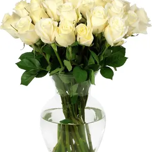 Flower 24 Stem White Roses Bouquet, Farm Direct Fresh Flowers, Gift for Anniversary, Birthday, Congratulations, Get Well, Home Décor, Sympathy, Thanksgiving Rose Rose Rose Rose Rose Decor Decorative