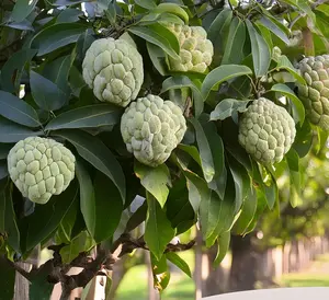 Sugar Apple Tree Seeds for Planting (5 Seeds) - Great for Bonsai - Tropical Fruit