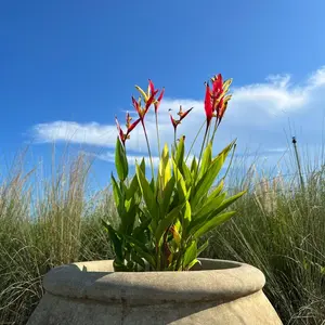 Heliconia 'Choconiana' (Heliconia psittacorum)
