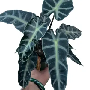 Alocasia Bambino Tropical Houseplant | 4”