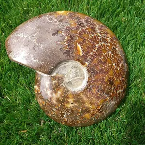 Ammonite Home Ornament