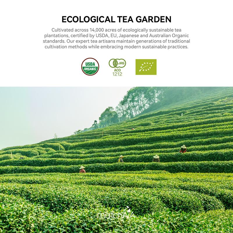 MatchAiA Premium Culinary Grade, USDA-Certified Organic Matcha, 100% Pure Green Tea Powder, Perfect for Lattes, Smoothies, Desserts and Baking, Sugar Free, Gluten Free (350g / 12.3oz Tin Can)