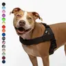 Dog Friendly Co. No-Pull Dog Walking Harness - Choke-Free Design, Padded Comfortable, 1-Click Simple Clip Buckle, Grab-Handle Ease, Chafe-Resistant Adjustable Straps, Lightweight, All-Day Wear, Secure Walks, Multi-Size XXS-XL