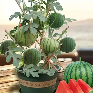 50PCS Extra Sweet Mini Seedless Watermelon Seeds – Thin-Skinned, Fast-Growing & Perfect for Small Spaces & Gardens