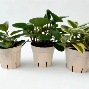 Pet Friendly Hoya Lisa + Peperomia Bundle | Variegated Houseplants | Easy Care Indoor Plants | Live Plants