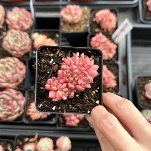 Echeveria cuspidata var. zaragozae Cristata Mini Cluster (around 2-2.5'') - Bare Root Succulents - Terra Tales