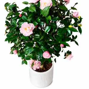 Camellia Tea Plant – Fast Growing, Easy to Care, Indoor/Outdoor Flowering Plant, Non-GMO, High Survival