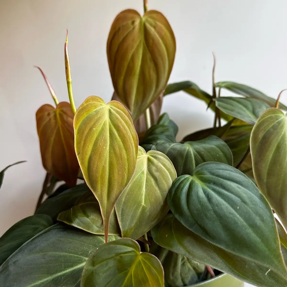 Philodendron Micans 6" pot Live Tropical House Plant for Indoor Decor - Beginner-friendly, Unique Leaves