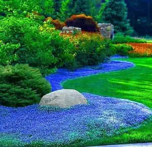 1000 Creeping Thyme Seeds Ground Cover Plant Seeds Perennial- Non-GMO Heirloom Flower Creeping Thyme Seeds for Planting