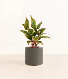 Aglaonema Siam