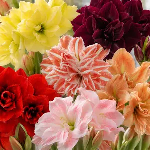 【Summer Vibes】Hippeastrum Seeds – Giant Amaryllis Blooms, Vibrant Color Flowers, Easy to Plant & Beginner-Friendly, Non-GMO Flower Seeds for Indoor & Outdoor Garden, Long-Lasting Ornamental Plant, Perfect Gift for Plant Lovers