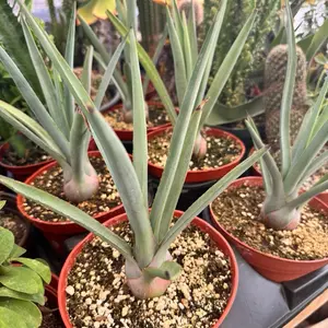Agave Teauiliana 6 inch pot