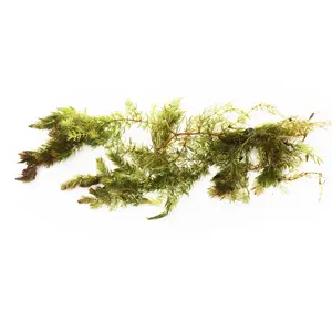 Hornwort (The ultimate cover for Fish Fry)