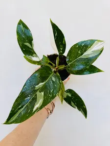 White Princess Philodendron