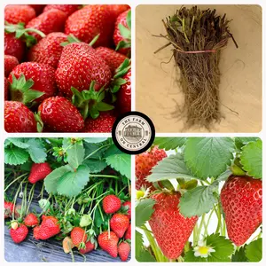 Sparkle Strawberry Plants
