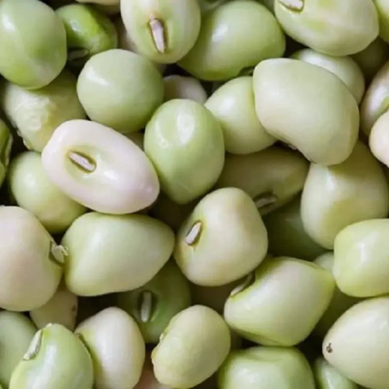 Zipper Cream Pea Treated Seeds (Vigna unguiculata) – Easy-shelling cowpea with sweet, creamy flavor and smooth texture. Popular in Southern gardens, this variety is beloved for its prolific harvests and resistance to pests and heat.