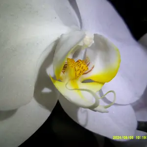 Product Review of Auto Focus Digital Camera, 1 Count Full HD 1080P/48MP Mini with 32G Memory Card, Ff (F/3.2, f=7.36mm), 16x Zoom for Teenagers Beginners, Mini Camera, Electronic Portable Camera from L**y