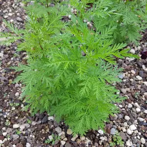 Sweet Annie Organic Seeds (Artemisia annua) – Fragrant medicinal herb with feathery foliage, historically used in teas, potpourris, and natural remedies.