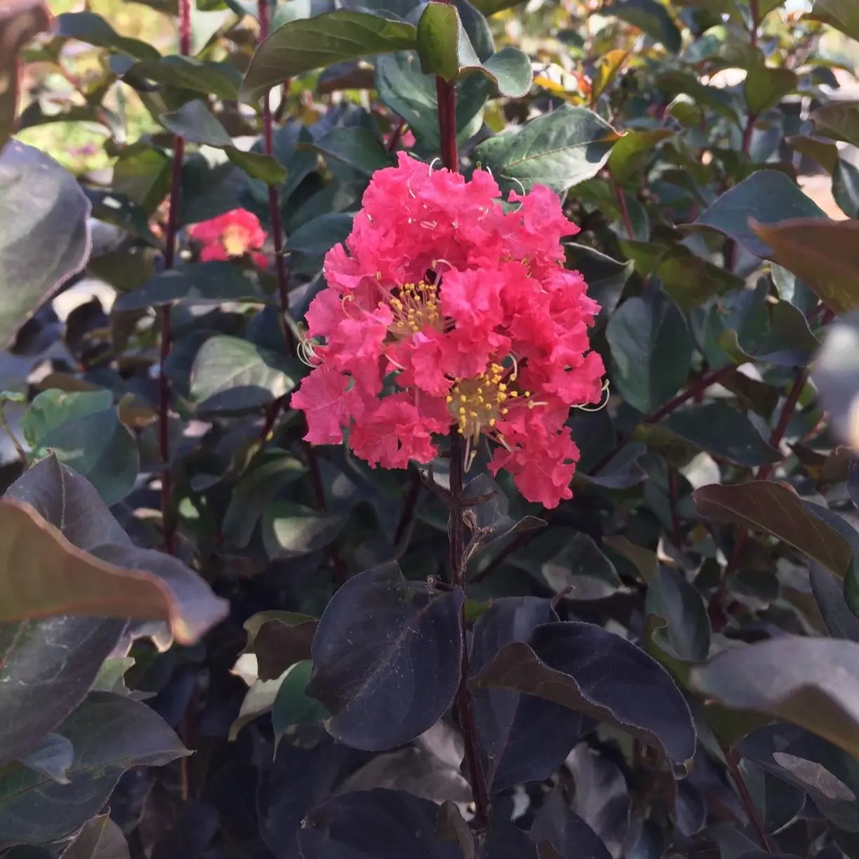Thunderstruck™ Coral Boom™ Crape Myrtle