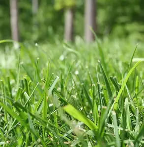 3000 PCs Grass Seeds Grass Seeds Warm Season Grass Dense, Carpet-like Growth, Quickly Build Lawn, Golf Course and Other Landscape Application Grass