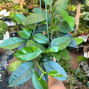 Hoya multiflora 6 inch pot