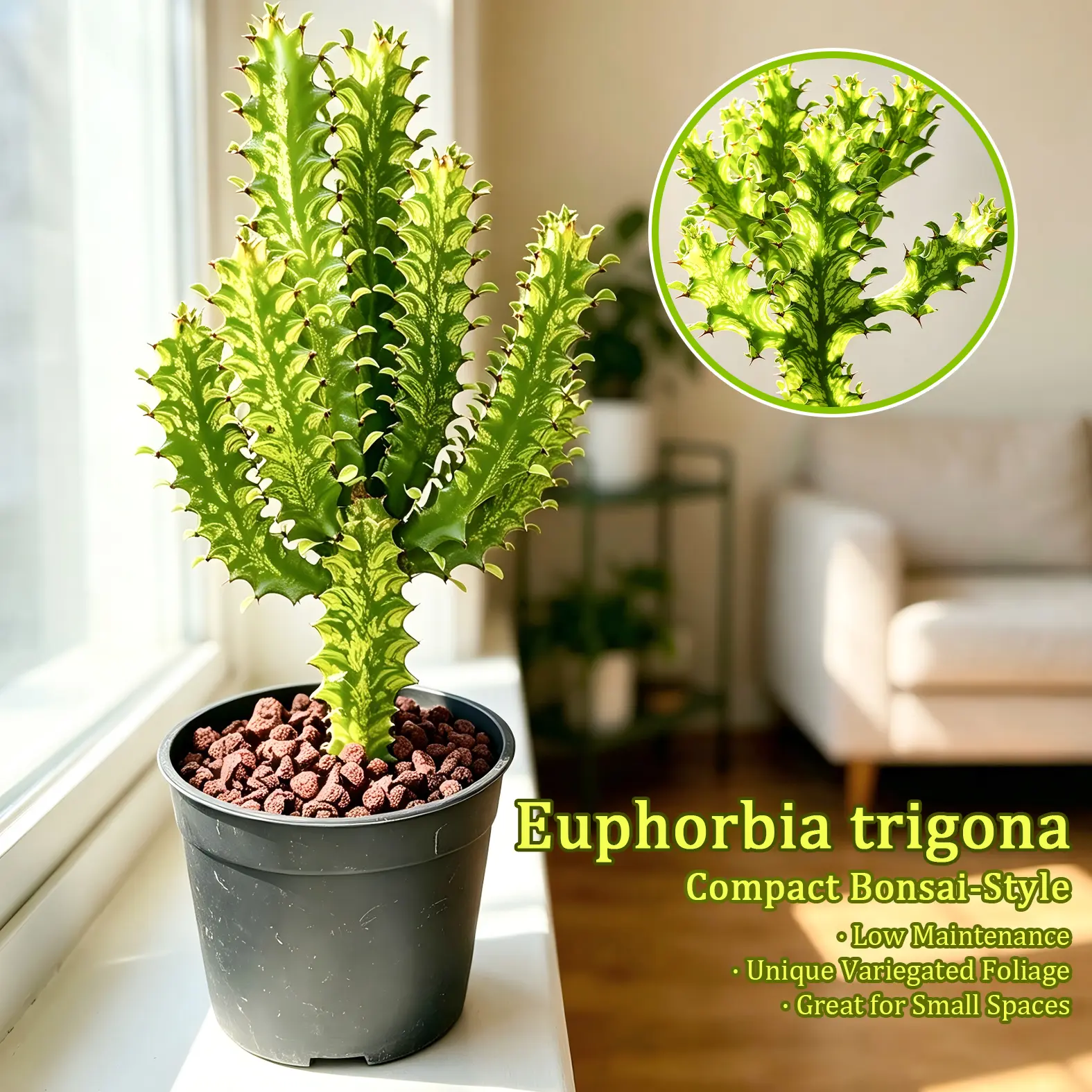 Euphorbia Trigona Succulent Plant - Upright Form Bonsai Trees with Geometric Branches, Lush Foliage, Desert-Inspired, Partial Sun Tolerant - Indoor/Outdoor Home Decor, Ideal Gift for Plant Enthusiasts & Beginners