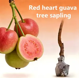 Guava Seedling for Planting, 100% Pure Natural Non-GMO | Suitable for North & South Regions, Easy Care Potted Guava Tree Seeds for Gardening Lovers