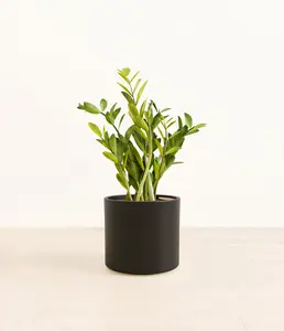 ZZ Plant
