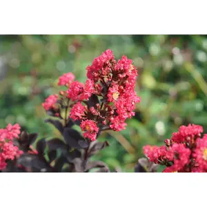 Center Stage® Pink Crape Myrtle