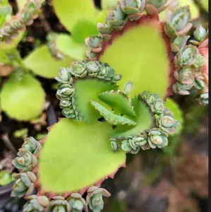 Mother of Thousands Plantlets Babies