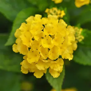 Lantana, Little Lucky™'Yellow' - 2.5" Pot / Box of 4
